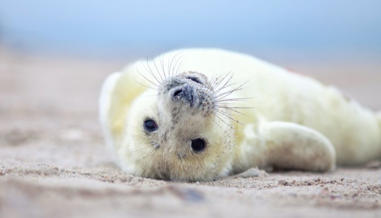 Helgoland Kegelrobben