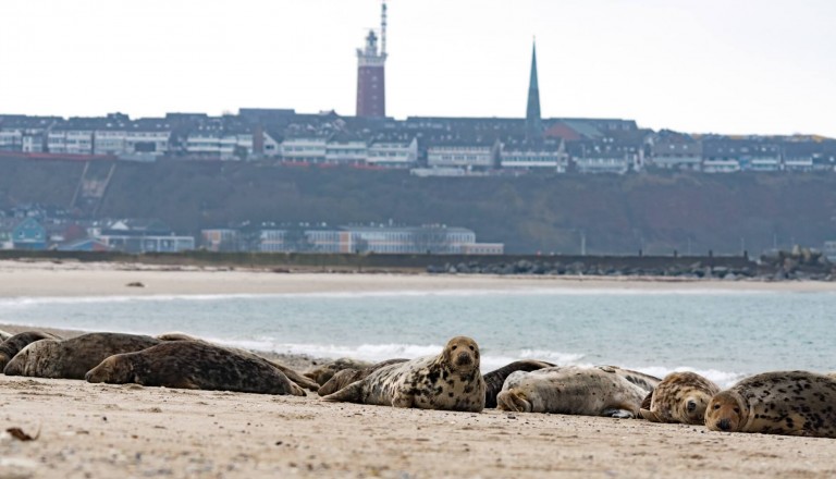 Helgoland Robben Strand
