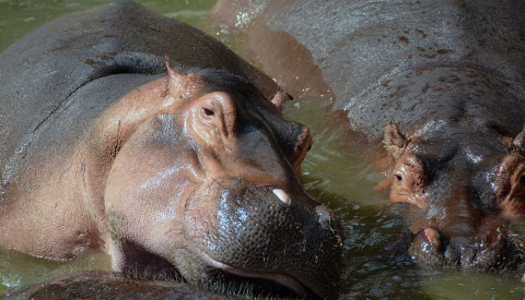 hippo.png