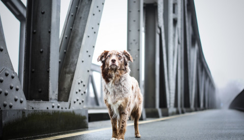 Hund auf Brücke