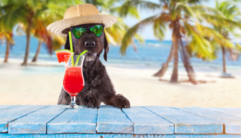 Hund am Strand