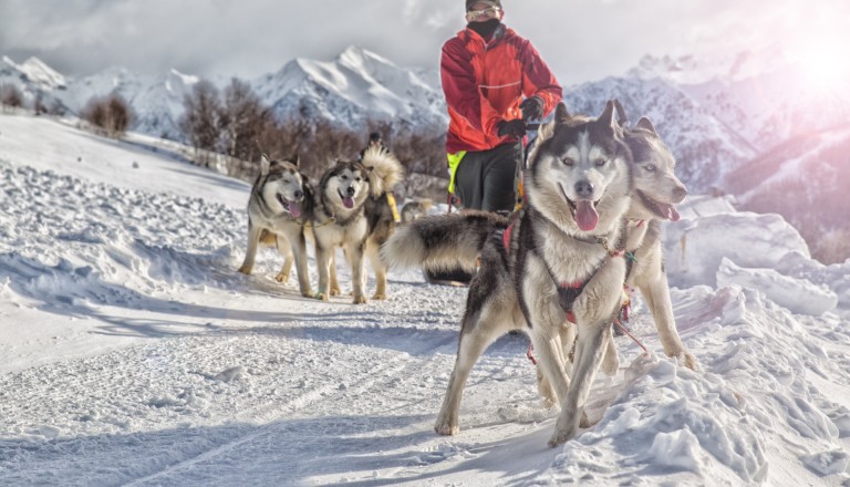 Husky Finnland