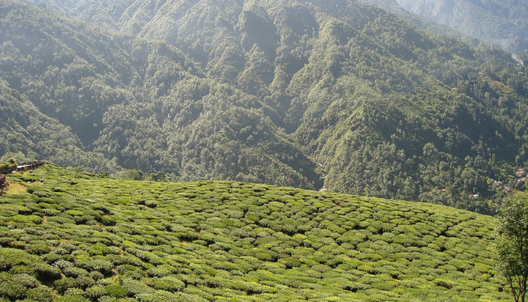 Teeplantage in Darjeeling, Indien