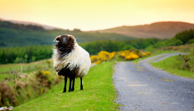 Irland Schaf Landschaft