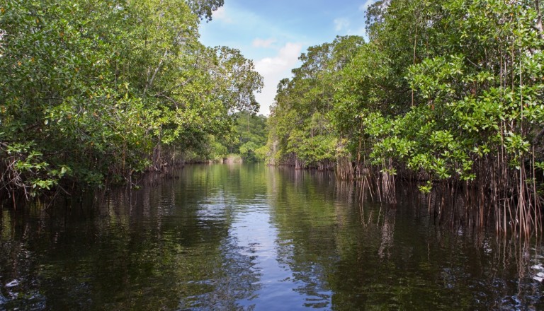 Der Black River auf Jamaika.