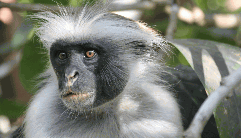 Jozani Chwaka Bay National Park