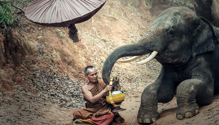 Individualreisen Kambodscha Elefant Mönch