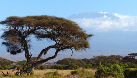 Der Kilimanjaro ist auch von Kenia aus zu erreichen.
