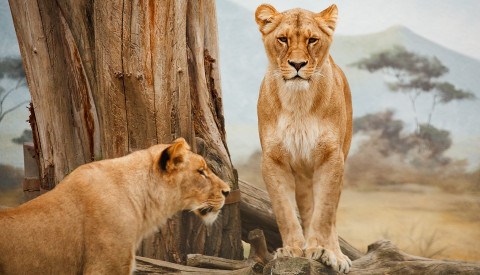 Eine Safari in Kenia ist auch für ein unvergessliches Erlebnis.