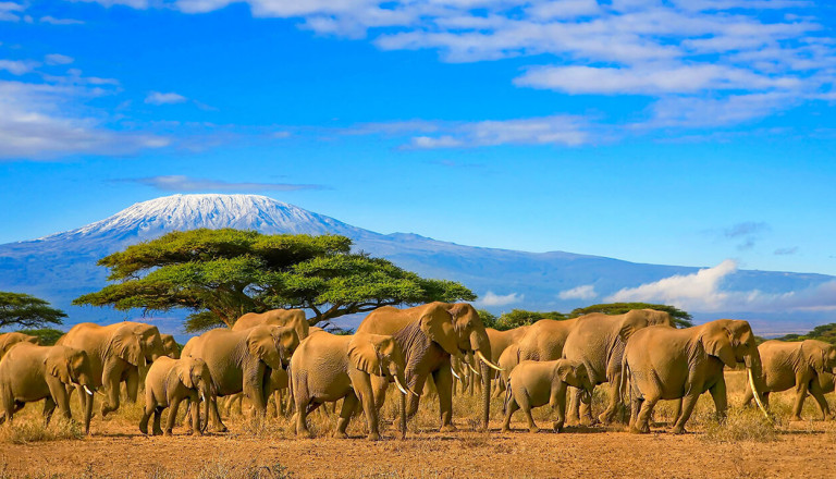 Kenya - Masai Mara