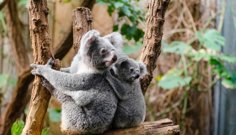 koala.png