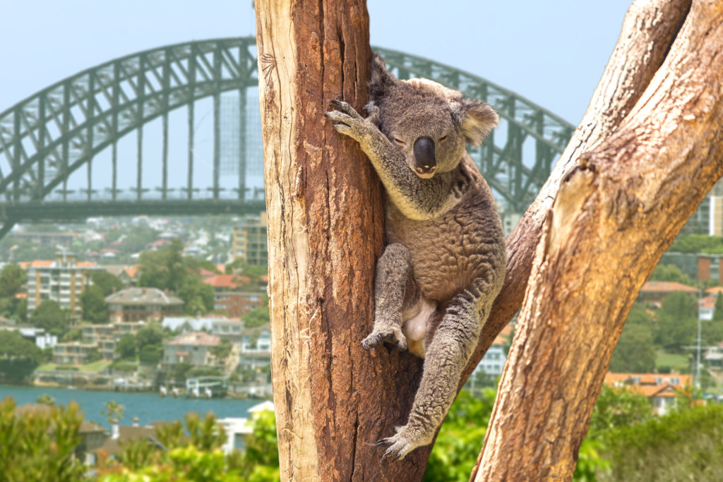 Koala Australien
