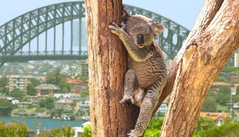 Koala Australien