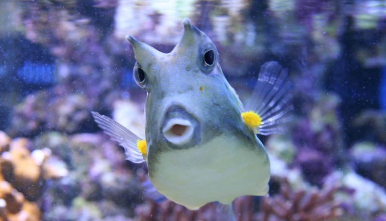 Kofferfisch Aktivurlaub Tauchen