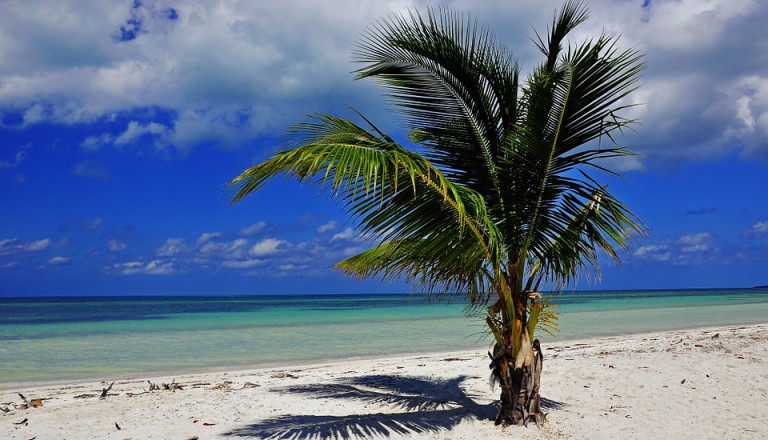 kuba strand meer palme