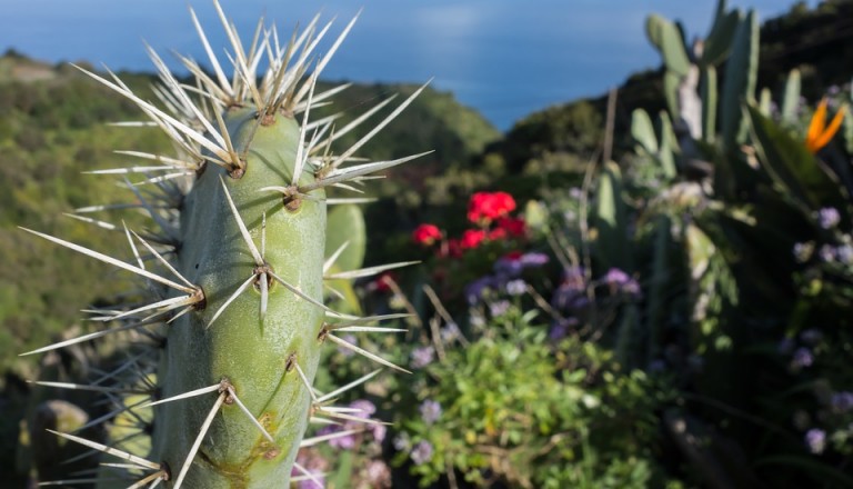 Auf La Palma lässt es sich wunderbar Wandern.