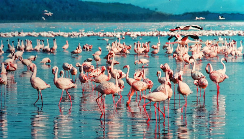 Der Lake Nakuru in Kenia