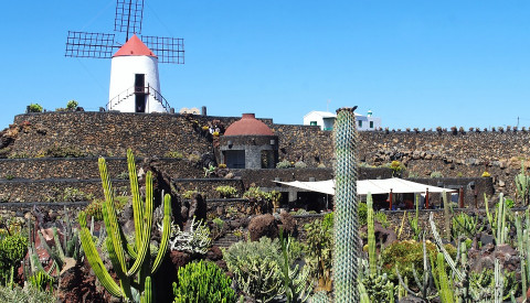 Der Jardín de Cactus auf Lanzarote