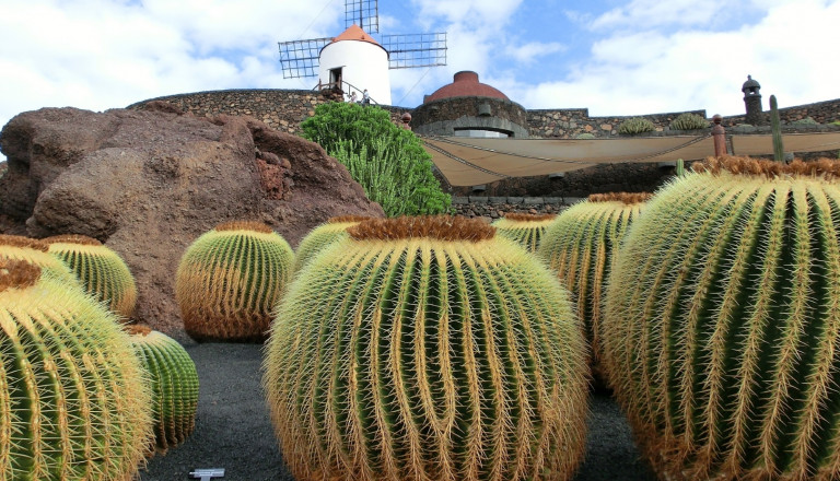 Lanzarote Kakteen