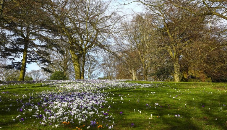 Der Frühling naht im Roudhay Park.