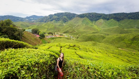 Malaysia Cameron Highlands