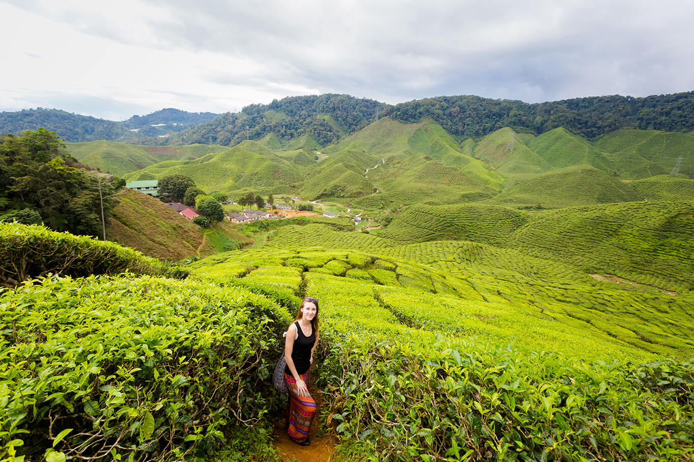 Malaysia Cameron Highlands