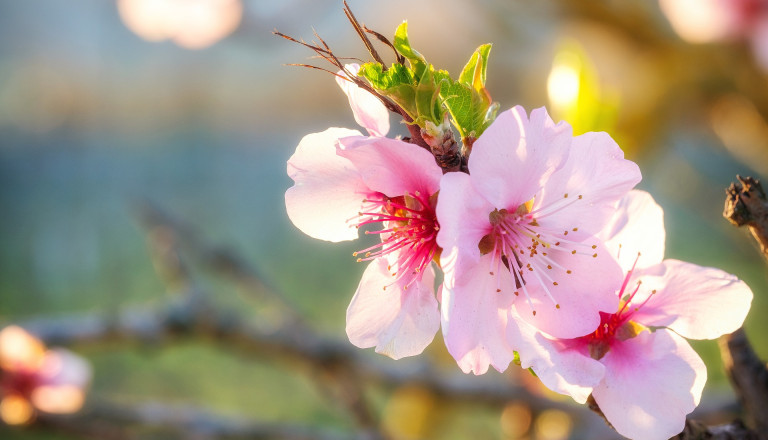 Mandelblüte