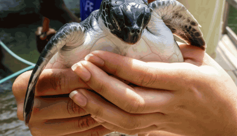 Marine Turtle Conservation