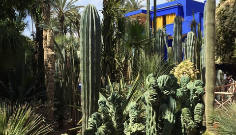 Der bezaubernde Jardin de Majorelle in Marrakesch.