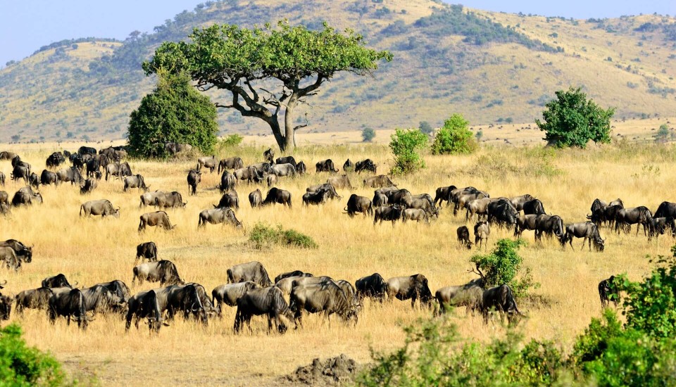 Masai Mara Nationalpark