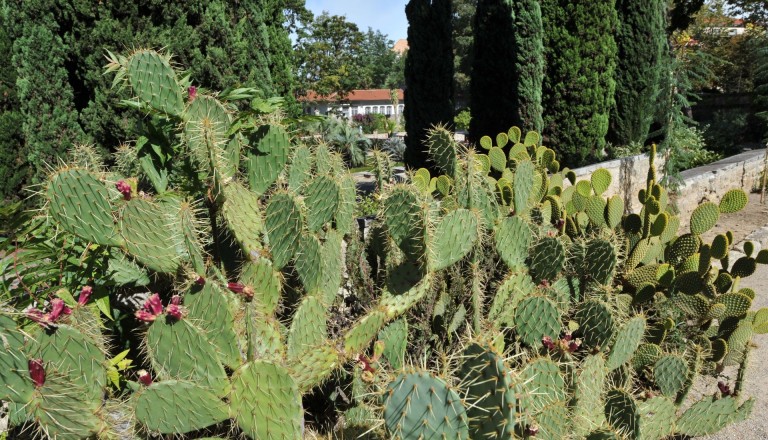 Die botanischen Gärten von Montpellier.