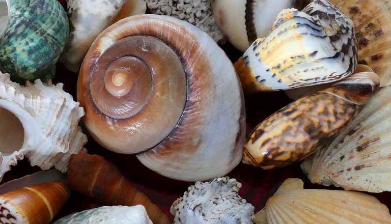 Souvenirs Muscheln Reisen