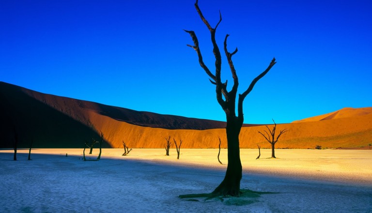 Tote Kameldornbäume in Deadvlei. Namibia
