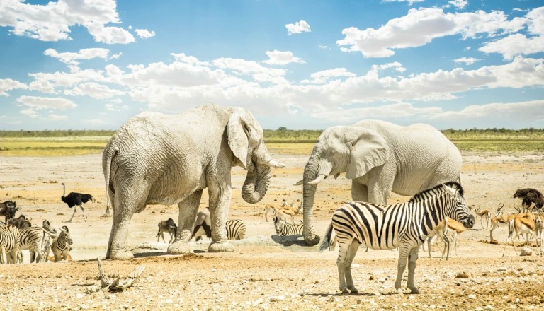 Namibia Etosha Nationalpark