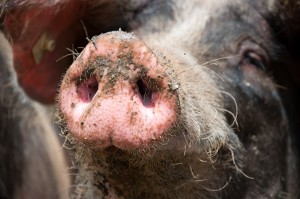 Naseputzen Schwein Essen Reisen