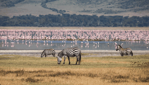 Ngorongoro