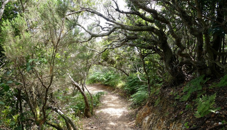 Der Nationalpark La Garajonay auf La Gomera.