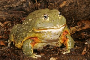 Ochsenfrosch Essen Reisen