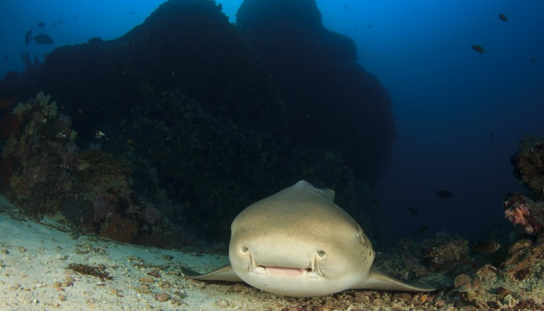 Oman Tauchen Hai