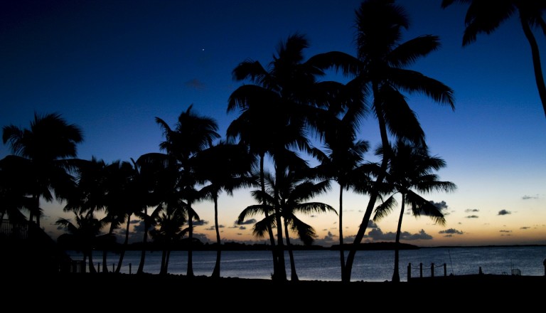 Palmen Seychellen