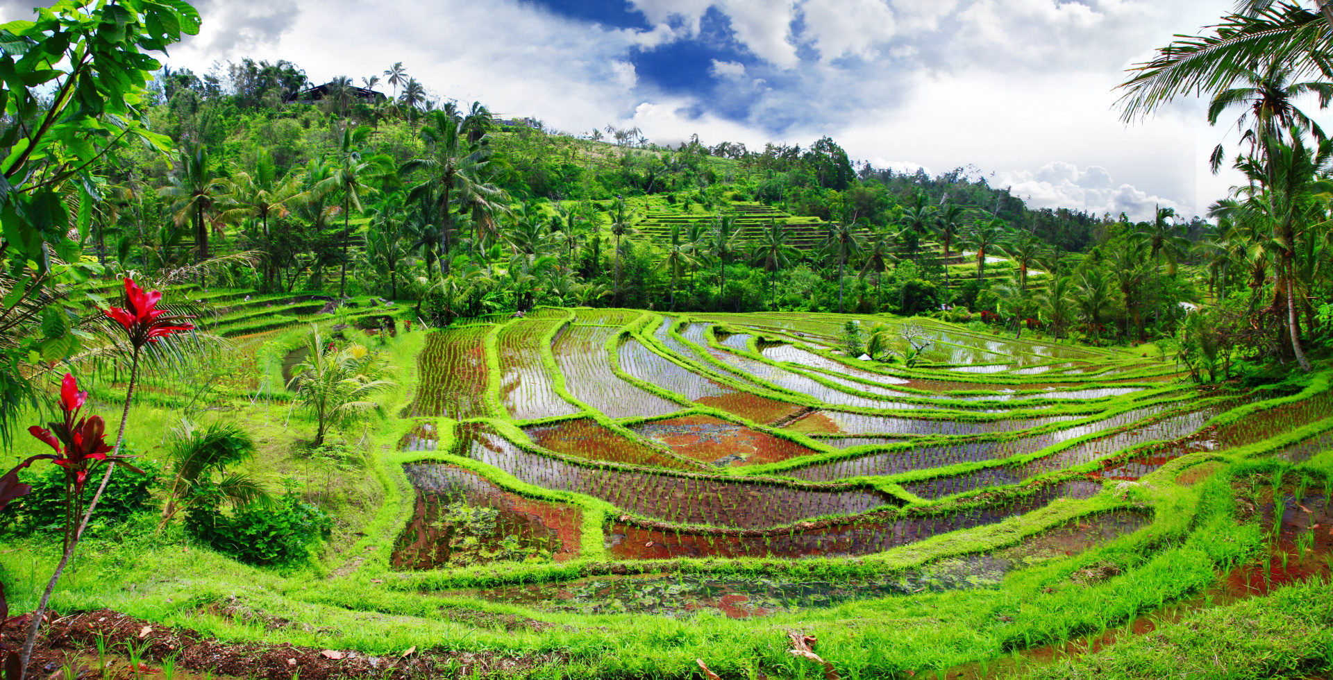 Reisterrassen Bali