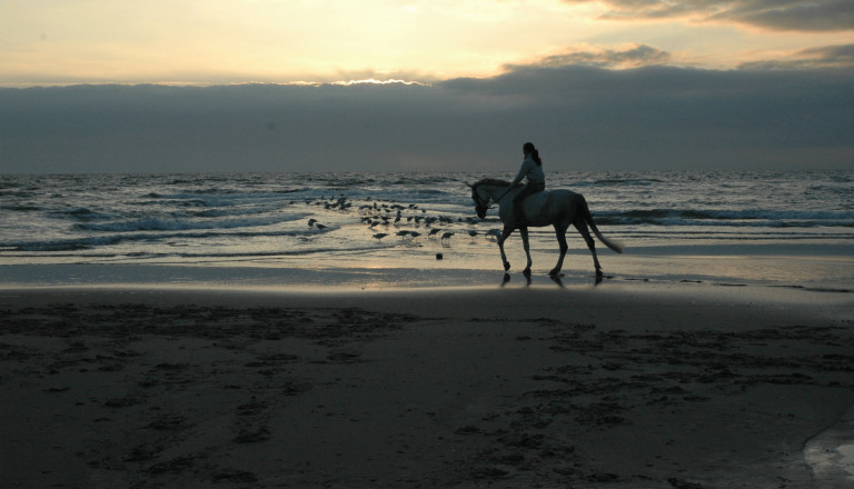 Reiten auf Texel