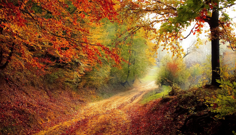 Wald im Herbst