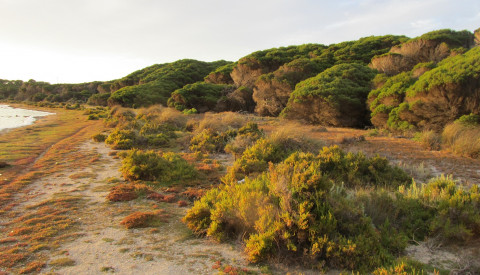 Rottnest Island bei Perth