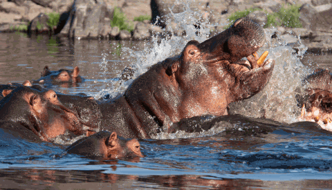 Ruaha River