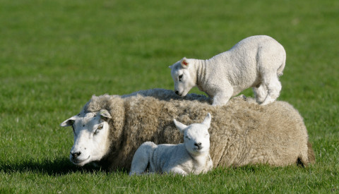 Schafe auf Texel