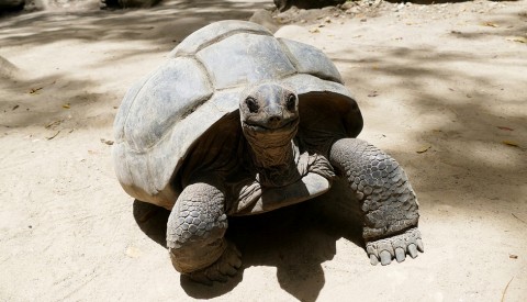 Schildkröte Seychellen