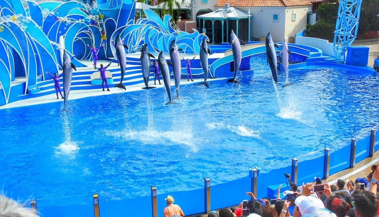 Tolle Shows finden in der Sea World in San Diegostatt.