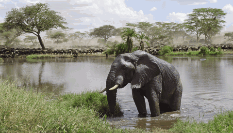 Serengeti Nationalpark