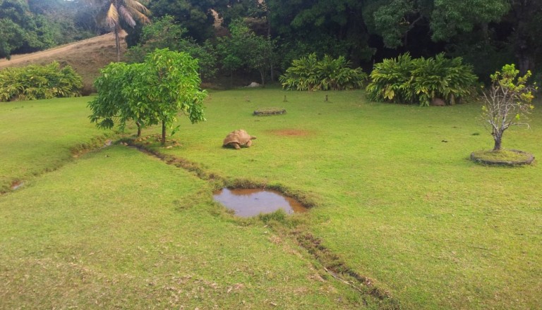 Seychellen Aldabra Vallee Ferney